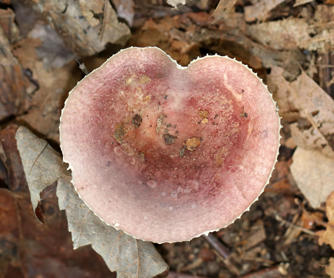 Mushroom - Russula sp. Cap: Pinkish purple; slightly sunken; bumpy, lined margin. <br />
<br />
Gills: White/cream with brownish spots<br />
<br />
Habitat: Growing on the ground in a mostly deciduous forest.<br />
<figure class="photo"><a href="https://www.jungledragon.com/image/74439/mushroom_-_russula_sp.html" title="Mushroom - Russula sp."><img src="https://s3.amazonaws.com/media.jungledragon.com/images/3232/74439_thumb.jpg?AWSAccessKeyId=05GMT0V3GWVNE7GGM1R2&Expires=1770854410&Signature=2zv6hMWDd%2BMLovoHDIQBdkGr7nU%3D" width="200" height="158" alt="Mushroom - Russula sp. Cap: Pinkish purple; slightly sunken; bumpy, lined margin. <br />
<br />
Gills: White/cream with brownish spots<br />
<br />
Habitat: Growing on the ground in a mostly deciduous forest.<br />
https://www.jungledragon.com/image/74438/mushroom_-_russula_sp.html Fall,Geotagged,United States,mushroom,russula" /></a></figure> Fall,Geotagged,United States,mushroom,russula