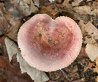 Mushroom - Russula sp. Cap: Pinkish purple; slightly sunken; bumpy, lined margin. <br />
<br />
Gills: White/cream with brownish spots<br />
<br />
Habitat: Growing on the ground in a mostly deciduous forest.<br />
https://www.jungledragon.com/image/74439/mushroom_-_russula_sp.html Fall,Geotagged,United States,mushroom,russula