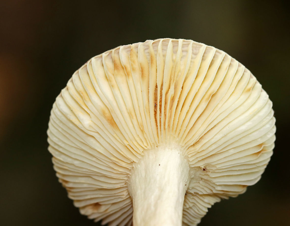 Mushroom - Russula sp. Cap: Pinkish purple; slightly sunken; bumpy, lined margin. <br />
<br />
Gills: White/cream with brownish spots<br />
<br />
Habitat: Growing on the ground in a mostly deciduous forest.<br />
<figure class="photo"><a href="https://www.jungledragon.com/image/74438/mushroom_-_russula_sp.html" title="Mushroom - Russula sp."><img src="https://s3.amazonaws.com/media.jungledragon.com/images/3232/74438_thumb.jpg?AWSAccessKeyId=05GMT0V3GWVNE7GGM1R2&Expires=1770854410&Signature=MLgWn5WVu0F22rH%2FA9w4Q9M4UiI%3D" width="200" height="168" alt="Mushroom - Russula sp. Cap: Pinkish purple; slightly sunken; bumpy, lined margin. <br />
<br />
Gills: White/cream with brownish spots<br />
<br />
Habitat: Growing on the ground in a mostly deciduous forest.<br />
https://www.jungledragon.com/image/74439/mushroom_-_russula_sp.html Fall,Geotagged,United States,mushroom,russula" /></a></figure> Fall,Geotagged,United States,mushroom,russula