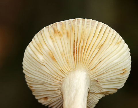 Mushroom - Russula sp. Cap: Pinkish purple; slightly sunken; bumpy, lined margin. 

Gills: White/cream with brownish spots

Habitat: Growing on the ground in a mostly deciduous forest.
https://www.jungledragon.com/image/74438/mushroom_-_russula_sp.html Fall,Geotagged,United States,mushroom,russula