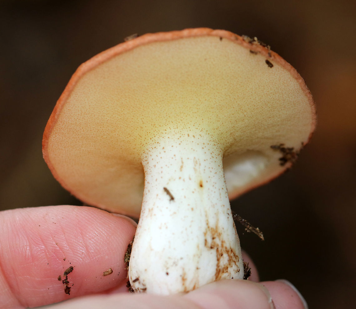 Weeping Bolete - Suillus granulatus Orange-tan, sticky cap. Tight, pinkish yellow pores. White stem with brown streaks and glandular dots. Approximately 6 cm tall.<br />
<br />
Habitat: Growing next to white pine roots<br />
<br />
Suillus granulatus can extract trace elements, such as titanium, calcium, potassium, magnesium and lead from wood ash. This process is called bioleaching and is a process where living organisms are used to extract metals from ores. It&#039;s a cleaner alternative to conventional smelting processes. Fall,Geotagged,Suillus granulatus,United States,Weeping bolete