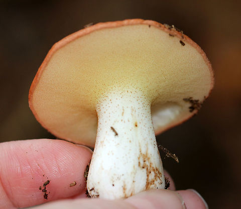 Weeping Bolete - Suillus granulatus Orange-tan, sticky cap. Tight, pinkish yellow pores. White stem with brown streaks and glandular dots. Approximately 6 cm tall.

Habitat: Growing next to white pine roots

Suillus granulatus can extract trace elements, such as titanium, calcium, potassium, magnesium and lead from wood ash. This process is called bioleaching and is a process where living organisms are used to extract metals from ores. It's a cleaner alternative to conventional smelting processes. Fall,Geotagged,Suillus granulatus,United States,Weeping bolete