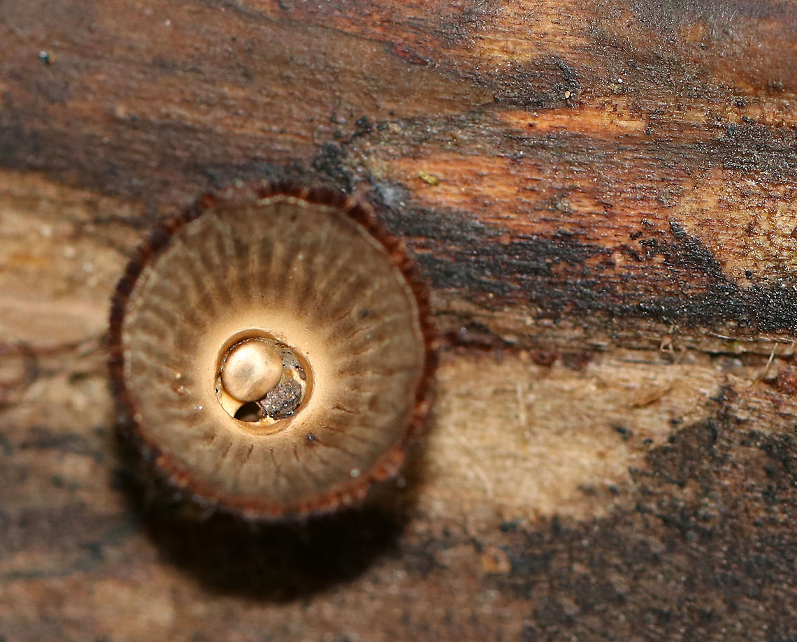 Fluted Bird's Nest - Cyathus striatus Stunningly fascinating fruiting bodies that look like bird&#039;s nests. The &quot;eggs&quot; inside the nests are called peridioles and contain spores. The shaggy, vase-shaped &quot;nests&quot;, called peridia, serve as &quot;splash cups&quot; and help with spore dispersal by using the kinetic energy of rain. When raindrops strike the nest, the peridioles are projected into the air where they can then latch onto branches, leaves, etc. The nests were approximately 1 cm tall.<br />
<br />
Habitat: Rotting wood in a deciduous forest<br />
<figure class="photo"><a href="https://www.jungledragon.com/image/74443/fluted_birds_nest_-_cyathus_striatus.html" title="Fluted Bird&#039;s Nest - Cyathus striatus"><img src="https://s3.amazonaws.com/media.jungledragon.com/images/3232/74443_thumb.jpg?AWSAccessKeyId=05GMT0V3GWVNE7GGM1R2&Expires=1767225610&Signature=Qt%2B2nsSt4XsFj5hRIncThy%2FhkI4%3D" width="200" height="162" alt="Fluted Bird&#039;s Nest - Cyathus striatus Stunningly fascinating fruiting bodies that look like bird&#039;s nests. The &quot;eggs&quot; inside the nests are called peridioles and contain spores. The shaggy, vase-shaped &quot;nests&quot;, called peridia, serve as &quot;splash cups&quot; and help with spore dispersal by using the kinetic energy of rain. When raindrops strike the nest, the peridioles are projected into the air where they can then latch onto branches, leaves, etc. The nests were approximately 1 cm tall.<br />
<br />
Habitat: Rotting wood in a deciduous forest<br />
https://www.jungledragon.com/image/74442/fluted_birds_nest_-_cyathus_striatus.html<br />
https://www.jungledragon.com/image/74441/fluted_birds_nest_-_cyathus_striatus.html Cyathus striatus,Fall,Fluted bird&#039;s nest,Geotagged,United States" /></a></figure><br />
<figure class="photo"><a href="https://www.jungledragon.com/image/74442/fluted_birds_nest_-_cyathus_striatus.html" title="Fluted Bird&#039;s Nest - Cyathus striatus"><img src="https://s3.amazonaws.com/media.jungledragon.com/images/3232/74442_thumb.jpg?AWSAccessKeyId=05GMT0V3GWVNE7GGM1R2&Expires=1767225610&Signature=iZ1dyE6R8P4jUyoGPqjpWmWxPEA%3D" width="200" height="166" alt="Fluted Bird&#039;s Nest - Cyathus striatus Stunningly fascinating fruiting bodies that look like bird&#039;s nests. The &quot;eggs&quot; inside the nests are called peridioles and contain spores. The shaggy, vase-shaped &quot;nests&quot;, called peridia, serve as &quot;splash cups&quot; and help with spore dispersal by using the kinetic energy of rain. When raindrops strike the nest, the peridioles are projected into the air where they can then latch onto branches, leaves, etc. The nests were approximately 1 cm tall.<br />
<br />
Habitat: Rotting wood in a deciduous forest<br />
https://www.jungledragon.com/image/74443/fluted_birds_nest_-_cyathus_striatus.html<br />
https://www.jungledragon.com/image/74441/fluted_birds_nest_-_cyathus_striatus.html Cyathus striatus,Fall,Fluted bird&#039;s nest,Geotagged,United States" /></a></figure> Cyathus striatus,Fall,Fluted bird's nest,Geotagged,United States,bird's nest fungus,cyathus,fungus