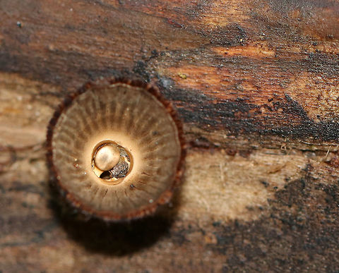 Fluted Bird's Nest - Cyathus striatus Stunningly fascinating fruiting bodies that look like bird's nests. The "eggs" inside the nests are called peridioles and contain spores. The shaggy, vase-shaped "nests", called peridia, serve as "splash cups" and help with spore dispersal by using the kinetic energy of rain. When raindrops strike the nest, the peridioles are projected into the air where they can then latch onto branches, leaves, etc. The nests were approximately 1 cm tall.

Habitat: Rotting wood in a deciduous forest
https://www.jungledragon.com/image/74443/fluted_birds_nest_-_cyathus_striatus.html
https://www.jungledragon.com/image/74442/fluted_birds_nest_-_cyathus_striatus.html Cyathus striatus,Fall,Fluted bird's nest,Geotagged,United States,bird's nest fungus,cyathus,fungus