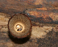 Fluted Bird's Nest - Cyathus striatus Stunningly fascinating fruiting bodies that look like bird's nests. The "eggs" inside the nests are called peridioles and contain spores. The shaggy, vase-shaped "nests", called peridia, serve as "splash cups" and help with spore dispersal by using the kinetic energy of rain. When raindrops strike the nest, the peridioles are projected into the air where they can then latch onto branches, leaves, etc. The nests were approximately 1 cm tall.<br />
<br />
Habitat: Rotting wood in a deciduous forest<br />
https://www.jungledragon.com/image/74443/fluted_birds_nest_-_cyathus_striatus.html<br />
https://www.jungledragon.com/image/74442/fluted_birds_nest_-_cyathus_striatus.html Cyathus striatus,Fall,Fluted bird's nest,Geotagged,United States,bird's nest fungus,cyathus,fungus