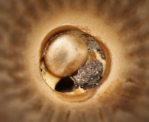 Fluted Bird's Nest - Cyathus striatus Stunningly fascinating fruiting bodies that look like bird's nests. The "eggs" inside the nests are called peridioles and contain spores. The shaggy, vase-shaped "nests", called peridia, serve as "splash cups" and help with spore dispersal by using the kinetic energy of rain. When raindrops strike the nest, the peridioles are projected into the air where they can then latch onto branches, leaves, etc. The nests were approximately 1 cm tall.

Habitat: Rotting wood in a deciduous forest
https://www.jungledragon.com/image/74443/fluted_birds_nest_-_cyathus_striatus.html
https://www.jungledragon.com/image/74441/fluted_birds_nest_-_cyathus_striatus.html Cyathus striatus,Fall,Fluted bird's nest,Geotagged,United States