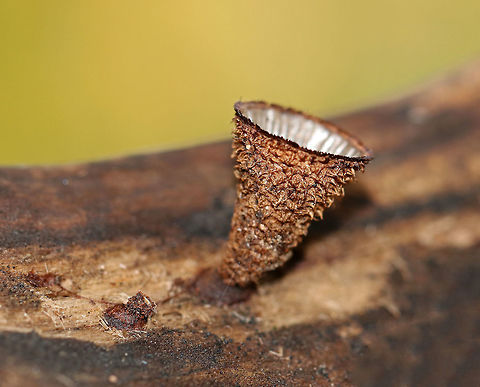 Fluted Bird's Nest - Cyathus striatus Stunningly fascinating fruiting bodies that look like bird's nests. The "eggs" inside the nests are called peridioles and contain spores. The shaggy, vase-shaped "nests", called peridia, serve as "splash cups" and help with spore dispersal by using the kinetic energy of rain. When raindrops strike the nest, the peridioles are projected into the air where they can then latch onto branches, leaves, etc. The nests were approximately 1 cm tall.

Habitat: Rotting wood in a deciduous forest
https://www.jungledragon.com/image/74442/fluted_birds_nest_-_cyathus_striatus.html
https://www.jungledragon.com/image/74441/fluted_birds_nest_-_cyathus_striatus.html Cyathus striatus,Fall,Fluted bird's nest,Geotagged,United States