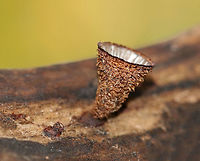 Fluted Bird's Nest - Cyathus striatus Stunningly fascinating fruiting bodies that look like bird's nests. The "eggs" inside the nests are called peridioles and contain spores. The shaggy, vase-shaped "nests", called peridia, serve as "splash cups" and help with spore dispersal by using the kinetic energy of rain. When raindrops strike the nest, the peridioles are projected into the air where they can then latch onto branches, leaves, etc. The nests were approximately 1 cm tall.<br />
<br />
Habitat: Rotting wood in a deciduous forest<br />
https://www.jungledragon.com/image/74442/fluted_birds_nest_-_cyathus_striatus.html<br />
https://www.jungledragon.com/image/74441/fluted_birds_nest_-_cyathus_striatus.html Cyathus striatus,Fall,Fluted bird's nest,Geotagged,United States