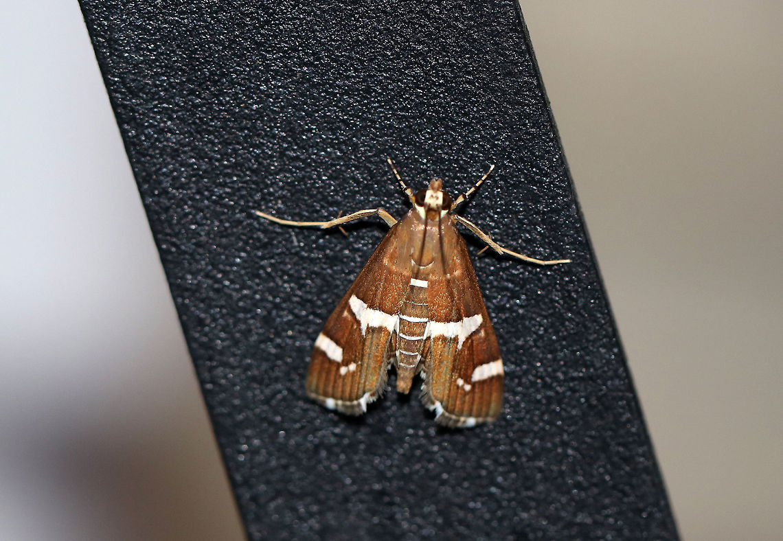 Hawaiian Beet Webworm Moth- Spoladea recurvalis Habitat: Attracted to a moth light at night Fall,Geotagged,Hawaiian Beet Webworm,Spoladea recurvalis,United States,moth,spoladea