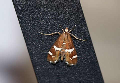 Hawaiian Beet Webworm Moth- Spoladea recurvalis Habitat: Attracted to a moth light at night Fall,Geotagged,Hawaiian Beet Webworm,Spoladea recurvalis,United States,moth,spoladea