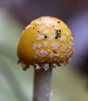 American Yellow Fly Agaric - Amanita muscaria var. guessowii Cap: convex; yellow-orange; tacky; covered in whitish universal veil warts

Gills: white; crowded

Stipe: white; shaggy; basal bulb with scaly rings of volval material 

Habitat: mixed forest with white pine, oak, and tulip poplar nearby
https://www.jungledragon.com/image/74487/american_yellow_fly_agaric_-_amanita_muscaria_var._guessowii.html
https://www.jungledragon.com/image/74486/american_yellow_fly_agaric_-_amanita_muscaria_var._guessowii.html Amanita muscaria var. guessowii,American Eastern Yellow Fly Agaric,Fall,Geotagged,United States