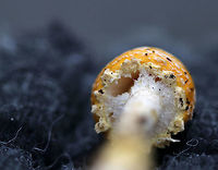 American Yellow Fly Agaric - Amanita muscaria var. guessowii Cap: convex; yellow-orange; tacky; covered in whitish universal veil warts<br />
<br />
Gills: white; crowded<br />
<br />
Stipe: white; shaggy; basal bulb with scaly rings of volval material <br />
<br />
Habitat: mixed forest with white pine, oak, and tulip poplar nearby<br />
https://www.jungledragon.com/image/74486/american_yellow_fly_agaric_-_amanita_muscaria_var._guessowii.html<br />
https://www.jungledragon.com/image/74487/american_yellow_fly_agaric_-_amanita_muscaria_var._guessowii.html Amanita muscaria var. guessowii,American Eastern Yellow Fly Agaric,Fall,Geotagged,United States