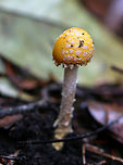 American Yellow Fly Agaric - Amanita muscaria var. guessowii Cap: convex; yellow-orange; tacky; covered in whitish universal veil warts<br />
<br />
Gills: white; crowded<br />
<br />
Stipe: white; shaggy; basal bulb with scaly rings of volval material <br />
<br />
Habitat: mixed forest with white pine, oak, and tulip poplar nearby<br />
https://www.jungledragon.com/image/74485/american_yellow_fly_agaric_-_amanita_muscaria_var._guessowii.html<br />
https://www.jungledragon.com/image/74486/american_yellow_fly_agaric_-_amanita_muscaria_var._guessowii.html Amanita muscaria var. guessowii,American Eastern Yellow Fly Agaric,Fall,Geotagged,United States