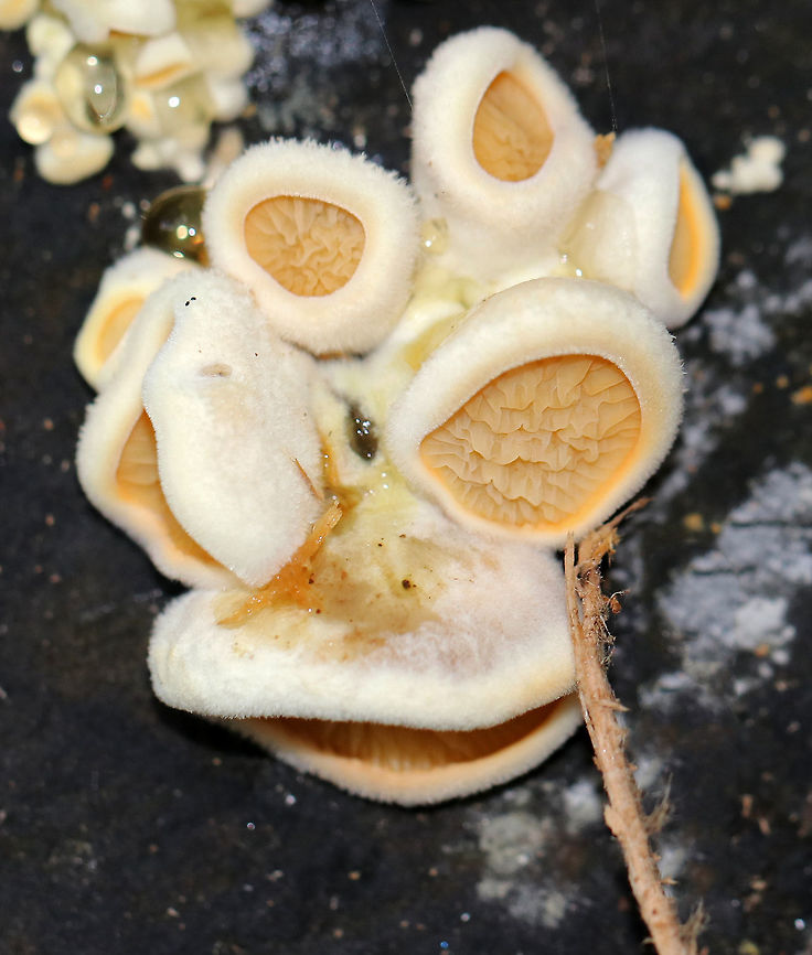Stalkless Paxillus - Tapinella panuoides Cap: Fan-shaped with inrolled margin; tan; fuzzy<br />
<br />
Gills: yellowish orange hues; crimped<br />
<br />
Stem: Absent<br />
<br />
Habitat: Rotting wood in a mixed forest<br />
<figure class="photo"><a href="https://www.jungledragon.com/image/74489/stalkless_paxillus_-_tapinella_panuoides.html" title="Stalkless Paxillus - Tapinella panuoides"><img src="https://s3.amazonaws.com/media.jungledragon.com/images/3232/74489_thumb.jpg?AWSAccessKeyId=05GMT0V3GWVNE7GGM1R2&Expires=1767225610&Signature=lkIES5hGpEqcBssQI6ImqYb9G6Y%3D" width="200" height="156" alt="Stalkless Paxillus - Tapinella panuoides Cap: Fan-shaped with inrolled margin; tan; fuzzy<br />
<br />
Gills: yellowish orange hues; crimped<br />
<br />
Stem: Absent<br />
<br />
Habitat: Rotting wood in a mixed forest<br />
https://www.jungledragon.com/image/74488/stalkless_paxillus_-_tapinella_panuoides.html Fall,Geotagged,Tapinella panuoides,United States" /></a></figure> Fall,Geotagged,Tapinella panuoides,United States,stalkless paxillus,tapinella