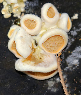 Stalkless Paxillus - Tapinella panuoides Cap: Fan-shaped with inrolled margin; tan; fuzzy

Gills: yellowish orange hues; crimped

Stem: Absent

Habitat: Rotting wood in a mixed forest
https://www.jungledragon.com/image/74489/stalkless_paxillus_-_tapinella_panuoides.html Fall,Geotagged,Tapinella panuoides,United States,stalkless paxillus,tapinella