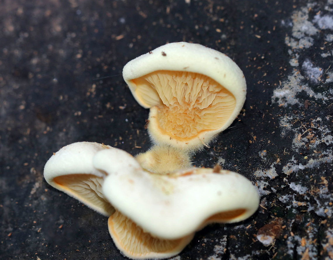 Stalkless Paxillus - Tapinella panuoides Cap: Fan-shaped with inrolled margin; tan; fuzzy<br />
<br />
Gills: yellowish orange hues; crimped<br />
<br />
Stem: Absent<br />
<br />
Habitat: Rotting wood in a mixed forest<br />
<figure class="photo"><a href="https://www.jungledragon.com/image/74488/stalkless_paxillus_-_tapinella_panuoides.html" title="Stalkless Paxillus - Tapinella panuoides"><img src="https://s3.amazonaws.com/media.jungledragon.com/images/3232/74488_thumb.jpg?AWSAccessKeyId=05GMT0V3GWVNE7GGM1R2&Expires=1759968010&Signature=hm7GOtG6SqQEUTmBKCf9clxYRII%3D" width="130" height="152" alt="Stalkless Paxillus - Tapinella panuoides Cap: Fan-shaped with inrolled margin; tan; fuzzy<br />
<br />
Gills: yellowish orange hues; crimped<br />
<br />
Stem: Absent<br />
<br />
Habitat: Rotting wood in a mixed forest<br />
https://www.jungledragon.com/image/74489/stalkless_paxillus_-_tapinella_panuoides.html Fall,Geotagged,Tapinella panuoides,United States,stalkless paxillus,tapinella" /></a></figure> Fall,Geotagged,Tapinella panuoides,United States