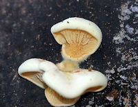 Stalkless Paxillus - Tapinella panuoides Cap: Fan-shaped with inrolled margin; tan; fuzzy<br />
<br />
Gills: yellowish orange hues; crimped<br />
<br />
Stem: Absent<br />
<br />
Habitat: Rotting wood in a mixed forest<br />
https://www.jungledragon.com/image/74488/stalkless_paxillus_-_tapinella_panuoides.html Fall,Geotagged,Tapinella panuoides,United States