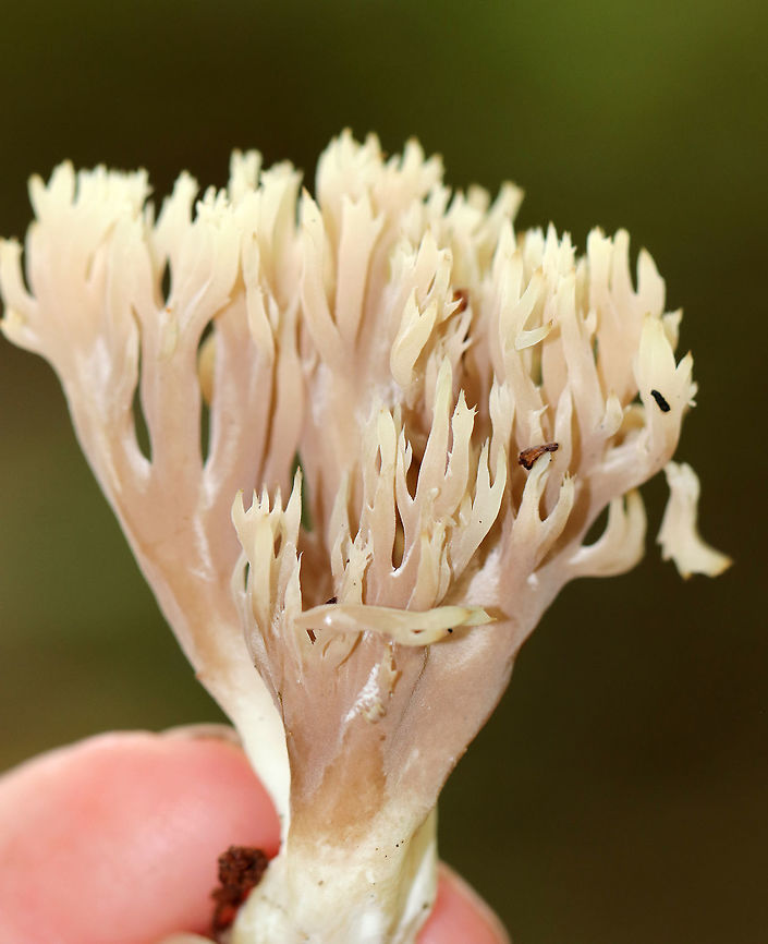 Clavulina coralloides *Previously known as Clavulina cristata<br />
<br />
Fruiting body: pinkish tan with jagged, tooth-like branches<br />
<br />
Habitat: Growing on humus in a mixed forest Clavulina,Clavulina coralloides,Clavulina cristata,Fall,Geotagged,United States,White coral fungus