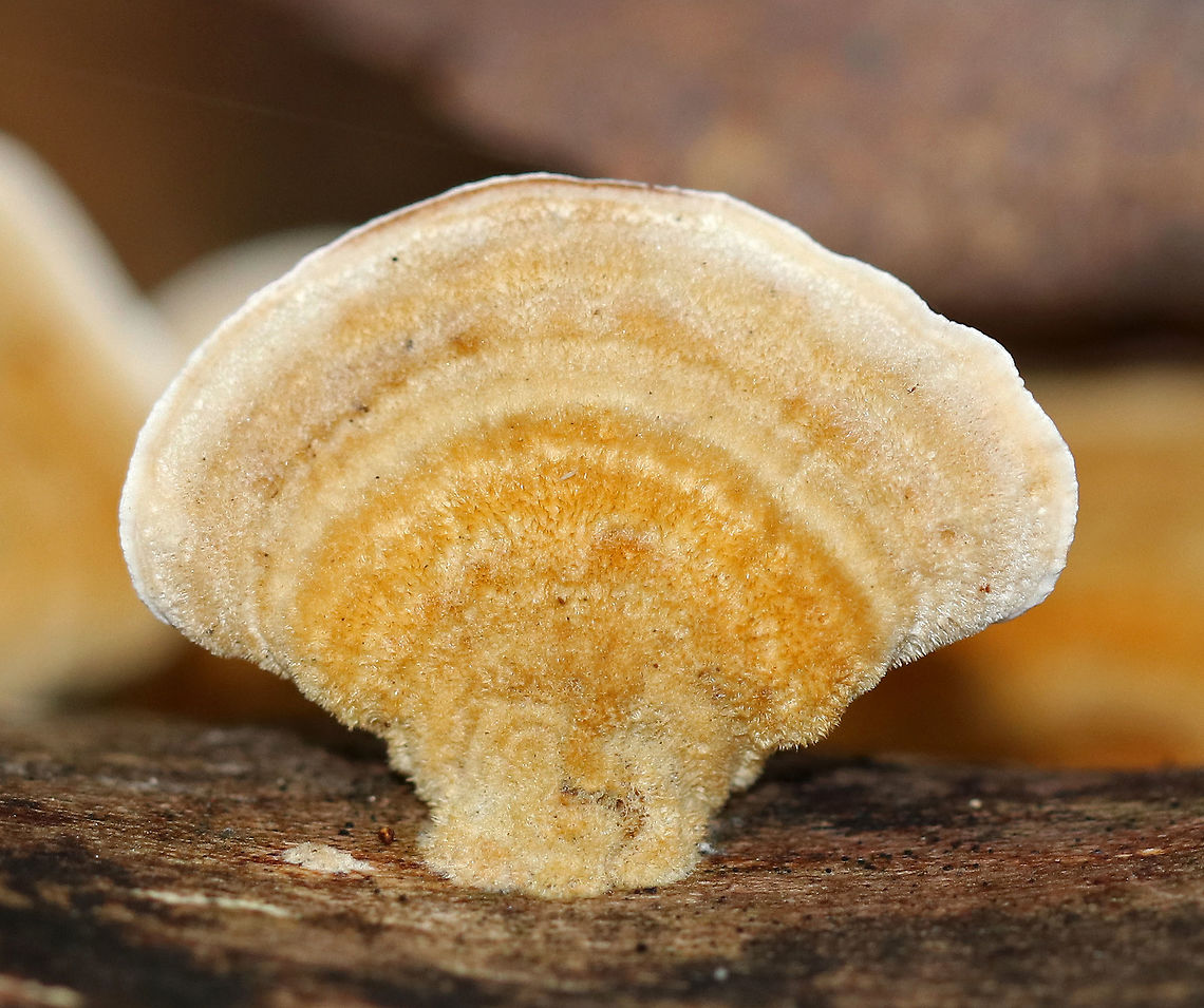 Stereum subtomentosum Fruiting bodies: fan-shaped; some were fused; densely velvety; concentric zones of tan and yellow; under surface was smooth; tough<br />
<br />
Habitat: dead wood in a mixed forest<br />
<figure class="photo"><a href="https://www.jungledragon.com/image/74492/stereum_subtomentosum.html" title="Stereum subtomentosum"><img src="https://s3.amazonaws.com/media.jungledragon.com/images/3232/74492_thumb.jpg?AWSAccessKeyId=05GMT0V3GWVNE7GGM1R2&Expires=1767225610&Signature=qgrQjQK9lYMkn3G8VM0ubDB9qVQ%3D" width="126" height="152" alt="Stereum subtomentosum Fruiting bodies: fan-shaped; some were fused; densely velvety; concentric zones of tan and yellow; under surface was smooth; tough<br />
<br />
Habitat: dead wood in a mixed forest<br />
https://www.jungledragon.com/image/74491/stereum_hirsutum.html Fall,Geotagged,Hairy Stereum,Stereum subtomentosum,United States" /></a></figure> Fall,Geotagged,Stereum subtomentosum,United States