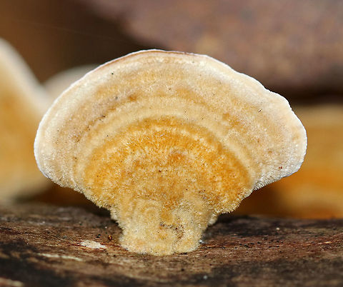 Stereum subtomentosum Fruiting bodies: fan-shaped; some were fused; densely velvety; concentric zones of tan and yellow; under surface was smooth; tough

Habitat: dead wood in a mixed forest
https://www.jungledragon.com/image/74492/stereum_hirsutum.html Fall,Geotagged,Stereum subtomentosum,United States