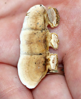 Stereum subtomentosum Fruiting bodies: fan-shaped; some were fused; densely velvety; concentric zones of tan and yellow; under surface was smooth; tough

Habitat: dead wood in a mixed forest
https://www.jungledragon.com/image/74491/stereum_hirsutum.html Fall,Geotagged,Hairy Stereum,Stereum subtomentosum,United States