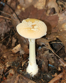 Poison Champagne Amanita - Amanita crenulata group Pale tan cap covered with champagne-colored volva warts. The gills were white. The stem was white. The bulb was enlarged and had a ring of champagne coloring. 

This species is toxic and produces dramatic symptoms, similar to those of Amanita muscaria and Amanita pantherina.

Habitat: Deciduous forest 
https://www.jungledragon.com/image/74533/poison_champagne_amanita_-_amanita_crenulata_group.html Amanita crenulata,Fall,Geotagged,Poison Champagne Amanita,United States,amanita