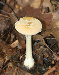 Poison Champagne Amanita - Amanita crenulata group Pale tan cap covered with champagne-colored volva warts. The gills were white. The stem was white. The bulb was enlarged and had a ring of champagne coloring. <br />
<br />
This species is toxic and produces dramatic symptoms, similar to those of Amanita muscaria and Amanita pantherina.<br />
<br />
Habitat: Deciduous forest <br />
https://www.jungledragon.com/image/74533/poison_champagne_amanita_-_amanita_crenulata_group.html Amanita crenulata,Fall,Geotagged,Poison Champagne Amanita,United States,amanita