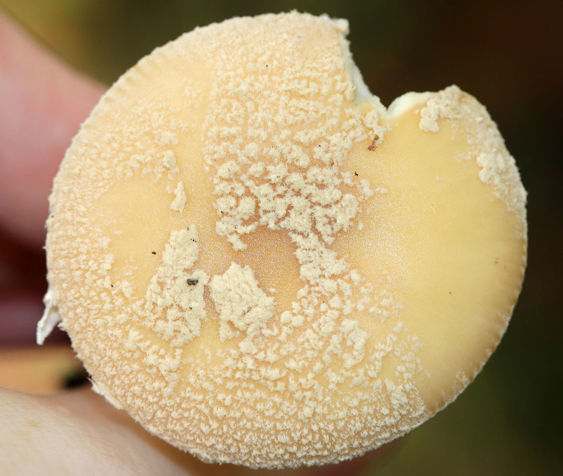 Poison Champagne Amanita - Amanita crenulata group Pale tan cap covered with champagne-colored volva warts. The gills were white. The stem was white. The bulb was enlarged and had a ring of champagne coloring. <br />
<br />
This species is toxic and produces dramatic symptoms, similar to those of Amanita muscaria and Amanita pantherina.<br />
<br />
Habitat: Deciduous forest<br />
<figure class="photo"><a href="https://www.jungledragon.com/image/74532/poison_champagne_amanita_-_amanita_crenulata_group.html" title="Poison Champagne Amanita - Amanita crenulata group"><img src="https://s3.amazonaws.com/media.jungledragon.com/images/3232/74532_thumb.jpg?AWSAccessKeyId=05GMT0V3GWVNE7GGM1R2&Expires=1769040010&Signature=Icsz%2F2BWe%2ByJYAy21udG1ue2WjM%3D" width="122" height="152" alt="Poison Champagne Amanita - Amanita crenulata group Pale tan cap covered with champagne-colored volva warts. The gills were white. The stem was white. The bulb was enlarged and had a ring of champagne coloring. <br />
<br />
This species is toxic and produces dramatic symptoms, similar to those of Amanita muscaria and Amanita pantherina.<br />
<br />
Habitat: Deciduous forest <br />
https://www.jungledragon.com/image/74533/poison_champagne_amanita_-_amanita_crenulata_group.html Amanita crenulata,Fall,Geotagged,Poison Champagne Amanita,United States,amanita" /></a></figure> Amanita crenulata,Fall,Geotagged,Poison Champagne Amanita,United States