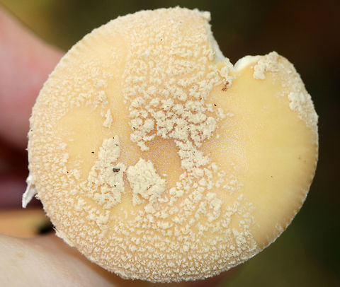 Poison Champagne Amanita - Amanita crenulata group Pale tan cap covered with champagne-colored volva warts. The gills were white. The stem was white. The bulb was enlarged and had a ring of champagne coloring. 

This species is toxic and produces dramatic symptoms, similar to those of Amanita muscaria and Amanita pantherina.

Habitat: Deciduous forest
https://www.jungledragon.com/image/74532/poison_champagne_amanita_-_amanita_crenulata_group.html Amanita crenulata,Fall,Geotagged,Poison Champagne Amanita,United States