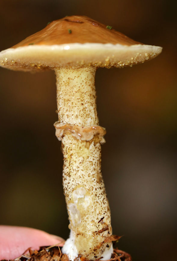 Sour Cap Suillus - Suillus acidus Cap: Convex with a low umbo; yellow-brown; slimy<br />
<br />
Pores: yellowish<br />
<br />
Stem: Long and thin; glandular dots that darken; gelatinous ring; white basal mycelium<br />
<br />
Habitat: Mixed forest; growing under white pine<br />
<figure class="photo"><a href="https://www.jungledragon.com/image/74539/sour_cap_suillus_-_suillus_acidus.html" title="Sour Cap Suillus - Suillus acidus"><img src="https://s3.amazonaws.com/media.jungledragon.com/images/3232/74539_thumb.jpg?AWSAccessKeyId=05GMT0V3GWVNE7GGM1R2&Expires=1767225610&Signature=3lsj9DYeWTezSjqxllvgETm7res%3D" width="118" height="152" alt="Sour Cap Suillus - Suillus acidus Cap: Convex with a low umbo; yellow-brown; slimy<br />
<br />
Pores: yellowish<br />
<br />
Stem: Long and thin; glandular dots that darken; gelatinous ring; white basal mycelium<br />
<br />
Habitat: Mixed forest; growing under white pine<br />
https://www.jungledragon.com/image/74536/sour_cap_suillus_-_suillus_acidus.html<br />
https://www.jungledragon.com/image/74538/sour_cap_suillus_-_suillus_acidus.html<br />
https://www.jungledragon.com/image/74537/sour_cap_suillus_-_suillus_acidus.html Fall,Geotagged,Sour Cap Suillus,Suillus acidus,United States" /></a></figure><br />
<figure class="photo"><a href="https://www.jungledragon.com/image/74538/sour_cap_suillus_-_suillus_acidus.html" title="Sour Cap Suillus - Suillus acidus"><img src="https://s3.amazonaws.com/media.jungledragon.com/images/3232/74538_thumb.jpg?AWSAccessKeyId=05GMT0V3GWVNE7GGM1R2&Expires=1767225610&Signature=CdT%2B2EA0FrUgc6FLG6Yo3ZAHZ%2BI%3D" width="134" height="152" alt="Sour Cap Suillus - Suillus acidus Cap: Convex with a low umbo; yellow-brown; slimy<br />
<br />
Pores: yellowish<br />
<br />
Stem: Long and thin; glandular dots that darken; gelatinous ring; white basal mycelium<br />
<br />
Habitat: Mixed forest; growing under white pine<br />
https://www.jungledragon.com/image/74536/sour_cap_suillus_-_suillus_acidus.html<br />
https://www.jungledragon.com/image/74539/sour_cap_suillus_-_suillus_acidus.html<br />
https://www.jungledragon.com/image/74537/sour_cap_suillus_-_suillus_acidus.html Fall,Geotagged,Sour Cap Suillus,Suillus acidus,United States" /></a></figure><br />
<figure class="photo"><a href="https://www.jungledragon.com/image/74537/sour_cap_suillus_-_suillus_acidus.html" title="Sour Cap Suillus - Suillus acidus"><img src="https://s3.amazonaws.com/media.jungledragon.com/images/3232/74537_thumb.jpg?AWSAccessKeyId=05GMT0V3GWVNE7GGM1R2&Expires=1767225610&Signature=non8VaQGL2ogr897TuGhJ9AlJe4%3D" width="200" height="166" alt="Sour Cap Suillus - Suillus acidus Cap: Convex with a low umbo; yellow-brown; slimy<br />
<br />
Pores: yellowish<br />
<br />
Stem: Long and thin; glandular dots that darken; gelatinous ring; white basal mycelium<br />
<br />
Habitat: Mixed forest; growing under white pine<br />
https://www.jungledragon.com/image/74536/sour_cap_suillus_-_suillus_acidus.html<br />
https://www.jungledragon.com/image/74539/sour_cap_suillus_-_suillus_acidus.html<br />
https://www.jungledragon.com/image/74538/sour_cap_suillus_-_suillus_acidus.html Fall,Geotagged,Sour Cap Suillus,Suillus acidus,United States" /></a></figure> Fall,Geotagged,Sour Cap Suillus,Suillus,Suillus acidus,United States,mushroom