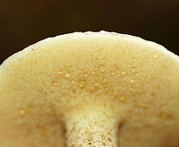 Sour Cap Suillus - Suillus acidus Cap: Convex with a low umbo; yellow-brown; slimy<br />
<br />
Pores: yellowish<br />
<br />
Stem: Long and thin; glandular dots that darken; gelatinous ring; white basal mycelium<br />
<br />
Habitat: Mixed forest; growing under white pine<br />
https://www.jungledragon.com/image/74536/sour_cap_suillus_-_suillus_acidus.html<br />
https://www.jungledragon.com/image/74539/sour_cap_suillus_-_suillus_acidus.html<br />
https://www.jungledragon.com/image/74538/sour_cap_suillus_-_suillus_acidus.html Fall,Geotagged,Sour Cap Suillus,Suillus acidus,United States