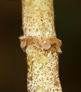 Sour Cap Suillus - Suillus acidus Cap: Convex with a low umbo; yellow-brown; slimy

Pores: yellowish

Stem: Long and thin; glandular dots that darken; gelatinous ring; white basal mycelium

Habitat: Mixed forest; growing under white pine
https://www.jungledragon.com/image/74536/sour_cap_suillus_-_suillus_acidus.html
https://www.jungledragon.com/image/74539/sour_cap_suillus_-_suillus_acidus.html
https://www.jungledragon.com/image/74537/sour_cap_suillus_-_suillus_acidus.html Fall,Geotagged,Sour Cap Suillus,Suillus acidus,United States