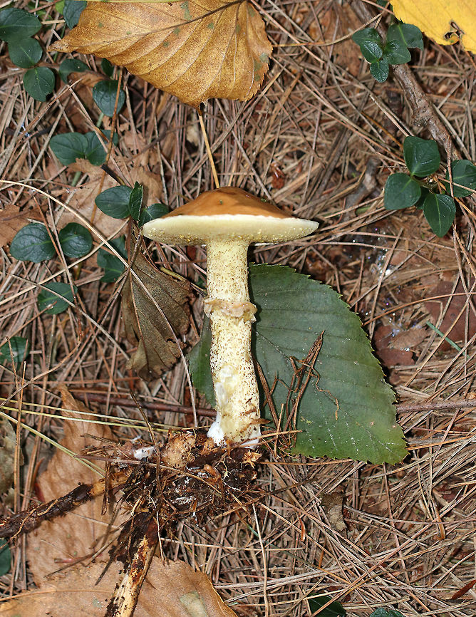 Sour Cap Suillus - Suillus acidus Cap: Convex with a low umbo; yellow-brown; slimy<br />
<br />
Pores: yellowish<br />
<br />
Stem: Long and thin; glandular dots that darken; gelatinous ring; white basal mycelium<br />
<br />
Habitat: Mixed forest; growing under white pine<br />
<figure class="photo"><a href="https://www.jungledragon.com/image/74536/sour_cap_suillus_-_suillus_acidus.html" title="Sour Cap Suillus - Suillus acidus"><img src="https://s3.amazonaws.com/media.jungledragon.com/images/3232/74536_thumb.jpg?AWSAccessKeyId=05GMT0V3GWVNE7GGM1R2&Expires=1767225610&Signature=cV4SQy0gxhgle7Fy2FTDrs%2FwSjQ%3D" width="104" height="152" alt="Sour Cap Suillus - Suillus acidus Cap: Convex with a low umbo; yellow-brown; slimy<br />
<br />
Pores: yellowish<br />
<br />
Stem: Long and thin; glandular dots that darken; gelatinous ring; white basal mycelium<br />
<br />
Habitat: Mixed forest; growing under white pine<br />
https://www.jungledragon.com/image/74539/sour_cap_suillus_-_suillus_acidus.html<br />
https://www.jungledragon.com/image/74538/sour_cap_suillus_-_suillus_acidus.html<br />
https://www.jungledragon.com/image/74537/sour_cap_suillus_-_suillus_acidus.html Fall,Geotagged,Sour Cap Suillus,Suillus,Suillus acidus,United States,mushroom" /></a></figure><br />
<figure class="photo"><a href="https://www.jungledragon.com/image/74538/sour_cap_suillus_-_suillus_acidus.html" title="Sour Cap Suillus - Suillus acidus"><img src="https://s3.amazonaws.com/media.jungledragon.com/images/3232/74538_thumb.jpg?AWSAccessKeyId=05GMT0V3GWVNE7GGM1R2&Expires=1767225610&Signature=CdT%2B2EA0FrUgc6FLG6Yo3ZAHZ%2BI%3D" width="134" height="152" alt="Sour Cap Suillus - Suillus acidus Cap: Convex with a low umbo; yellow-brown; slimy<br />
<br />
Pores: yellowish<br />
<br />
Stem: Long and thin; glandular dots that darken; gelatinous ring; white basal mycelium<br />
<br />
Habitat: Mixed forest; growing under white pine<br />
https://www.jungledragon.com/image/74536/sour_cap_suillus_-_suillus_acidus.html<br />
https://www.jungledragon.com/image/74539/sour_cap_suillus_-_suillus_acidus.html<br />
https://www.jungledragon.com/image/74537/sour_cap_suillus_-_suillus_acidus.html Fall,Geotagged,Sour Cap Suillus,Suillus acidus,United States" /></a></figure><br />
<figure class="photo"><a href="https://www.jungledragon.com/image/74537/sour_cap_suillus_-_suillus_acidus.html" title="Sour Cap Suillus - Suillus acidus"><img src="https://s3.amazonaws.com/media.jungledragon.com/images/3232/74537_thumb.jpg?AWSAccessKeyId=05GMT0V3GWVNE7GGM1R2&Expires=1767225610&Signature=non8VaQGL2ogr897TuGhJ9AlJe4%3D" width="200" height="166" alt="Sour Cap Suillus - Suillus acidus Cap: Convex with a low umbo; yellow-brown; slimy<br />
<br />
Pores: yellowish<br />
<br />
Stem: Long and thin; glandular dots that darken; gelatinous ring; white basal mycelium<br />
<br />
Habitat: Mixed forest; growing under white pine<br />
https://www.jungledragon.com/image/74536/sour_cap_suillus_-_suillus_acidus.html<br />
https://www.jungledragon.com/image/74539/sour_cap_suillus_-_suillus_acidus.html<br />
https://www.jungledragon.com/image/74538/sour_cap_suillus_-_suillus_acidus.html Fall,Geotagged,Sour Cap Suillus,Suillus acidus,United States" /></a></figure> Fall,Geotagged,Sour Cap Suillus,Suillus acidus,United States