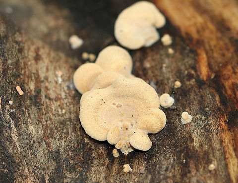Bitter Oyster - Panellus stipticus Habitat: Growing on rotting wood in a mixed forest Bitter oyster,Fall,Geotagged,Panellus,Panellus stipticus,United States