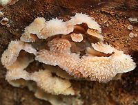 Trembling Phlebia - Phlebia tremellosa Fruiting bodies: 3-7 cm wide; upper edges forming a woolly cap; flesh was gelatinous; undersurface wrinkled with no distinct pores; stem absent<br />
<br />
Habitat: Growing on the cut end of logs in a mixed forest<br />
https://www.jungledragon.com/image/74543/trembling_phlebia_-_phlebia_tremellosa.html<br />
https://www.jungledragon.com/image/74542/trembling_phlebia_-_phlebia_tremellosa.html Fall,Geotagged,Jelly Rot,Phlebia,Phlebia tremellosa,Trembling Phlebia,United States