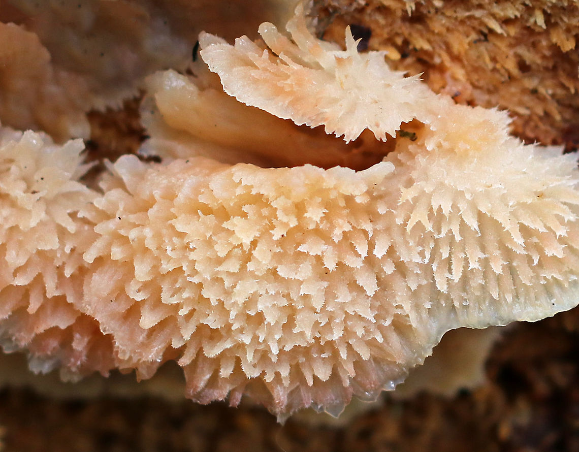 Trembling Phlebia - Phlebia tremellosa Fruiting bodies: 3-7 cm wide; upper edges forming a woolly cap; flesh was gelatinous; undersurface wrinkled with no distinct pores; stem absent<br />
<br />
Habitat: Growing on the cut end of logs in a mixed forest<br />
<figure class="photo"><a href="https://www.jungledragon.com/image/74541/trembling_phlebia_-_phlebia_tremellosa.html" title="Trembling Phlebia - Phlebia tremellosa"><img src="https://s3.amazonaws.com/media.jungledragon.com/images/3232/74541_thumb.jpg?AWSAccessKeyId=05GMT0V3GWVNE7GGM1R2&Expires=1759968010&Signature=eP0%2FErVaFl7D%2BNa0Wm3m33yHrho%3D" width="200" height="154" alt="Trembling Phlebia - Phlebia tremellosa Fruiting bodies: 3-7 cm wide; upper edges forming a woolly cap; flesh was gelatinous; undersurface wrinkled with no distinct pores; stem absent<br />
<br />
Habitat: Growing on the cut end of logs in a mixed forest<br />
https://www.jungledragon.com/image/74543/trembling_phlebia_-_phlebia_tremellosa.html<br />
https://www.jungledragon.com/image/74542/trembling_phlebia_-_phlebia_tremellosa.html Fall,Geotagged,Jelly Rot,Phlebia,Phlebia tremellosa,Trembling Phlebia,United States" /></a></figure><br />
<figure class="photo"><a href="https://www.jungledragon.com/image/74543/trembling_phlebia_-_phlebia_tremellosa.html" title="Trembling Phlebia - Phlebia tremellosa"><img src="https://s3.amazonaws.com/media.jungledragon.com/images/3232/74543_thumb.jpg?AWSAccessKeyId=05GMT0V3GWVNE7GGM1R2&Expires=1759968010&Signature=d%2FS3aXtElTg95CZIRW4gpJ7EBEM%3D" width="200" height="146" alt="Trembling Phlebia - Phlebia tremellosa Fruiting bodies: 3-7 cm wide; upper edges forming a woolly cap; flesh was gelatinous; undersurface wrinkled with no distinct pores; stem absent<br />
<br />
Habitat: Growing on the cut end of logs in a mixed forest<br />
https://www.jungledragon.com/image/74541/trembling_phlebia_-_phlebia_tremellosa.html<br />
https://www.jungledragon.com/image/74542/trembling_phlebia_-_phlebia_tremellosa.html Fall,Geotagged,Jelly Rot,Phlebia tremellosa,United States" /></a></figure> Fall,Geotagged,Jelly Rot,Phlebia tremellosa,United States