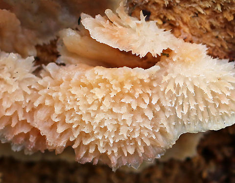 Trembling Phlebia - Phlebia tremellosa Fruiting bodies: 3-7 cm wide; upper edges forming a woolly cap; flesh was gelatinous; undersurface wrinkled with no distinct pores; stem absent

Habitat: Growing on the cut end of logs in a mixed forest
https://www.jungledragon.com/image/74541/trembling_phlebia_-_phlebia_tremellosa.html
https://www.jungledragon.com/image/74543/trembling_phlebia_-_phlebia_tremellosa.html Fall,Geotagged,Jelly Rot,Phlebia tremellosa,United States