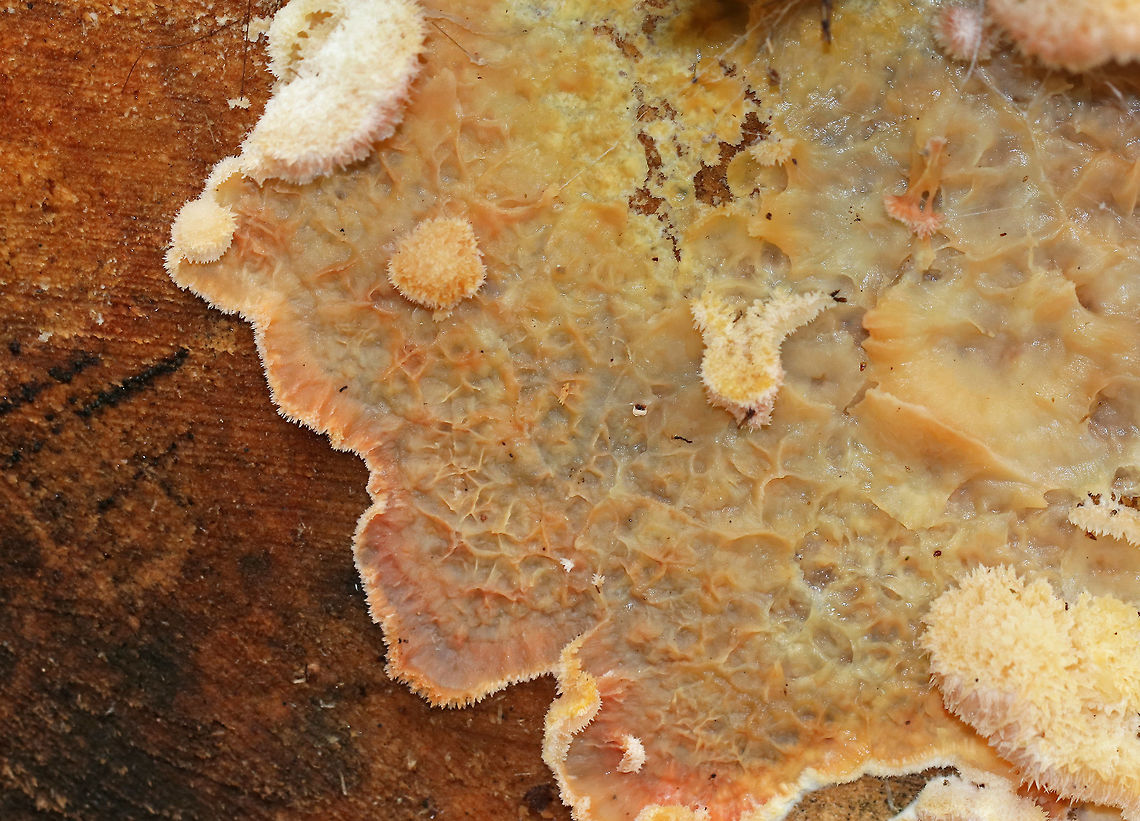 Trembling Phlebia - Phlebia tremellosa Fruiting bodies: 3-7 cm wide; upper edges forming a woolly cap; flesh was gelatinous; undersurface wrinkled with no distinct pores; stem absent<br />
<br />
Habitat: Growing on the cut end of logs in a mixed forest<br />
<figure class="photo"><a href="https://www.jungledragon.com/image/74541/trembling_phlebia_-_phlebia_tremellosa.html" title="Trembling Phlebia - Phlebia tremellosa"><img src="https://s3.amazonaws.com/media.jungledragon.com/images/3232/74541_thumb.jpg?AWSAccessKeyId=05GMT0V3GWVNE7GGM1R2&Expires=1759968010&Signature=eP0%2FErVaFl7D%2BNa0Wm3m33yHrho%3D" width="200" height="154" alt="Trembling Phlebia - Phlebia tremellosa Fruiting bodies: 3-7 cm wide; upper edges forming a woolly cap; flesh was gelatinous; undersurface wrinkled with no distinct pores; stem absent<br />
<br />
Habitat: Growing on the cut end of logs in a mixed forest<br />
https://www.jungledragon.com/image/74543/trembling_phlebia_-_phlebia_tremellosa.html<br />
https://www.jungledragon.com/image/74542/trembling_phlebia_-_phlebia_tremellosa.html Fall,Geotagged,Jelly Rot,Phlebia,Phlebia tremellosa,Trembling Phlebia,United States" /></a></figure><br />
<figure class="photo"><a href="https://www.jungledragon.com/image/74542/trembling_phlebia_-_phlebia_tremellosa.html" title="Trembling Phlebia - Phlebia tremellosa"><img src="https://s3.amazonaws.com/media.jungledragon.com/images/3232/74542_thumb.jpg?AWSAccessKeyId=05GMT0V3GWVNE7GGM1R2&Expires=1759968010&Signature=Ek5yv1p9IE9W1khQEGSMJkzFnFM%3D" width="200" height="158" alt="Trembling Phlebia - Phlebia tremellosa Fruiting bodies: 3-7 cm wide; upper edges forming a woolly cap; flesh was gelatinous; undersurface wrinkled with no distinct pores; stem absent<br />
<br />
Habitat: Growing on the cut end of logs in a mixed forest<br />
https://www.jungledragon.com/image/74541/trembling_phlebia_-_phlebia_tremellosa.html<br />
https://www.jungledragon.com/image/74543/trembling_phlebia_-_phlebia_tremellosa.html Fall,Geotagged,Jelly Rot,Phlebia tremellosa,United States" /></a></figure> Fall,Geotagged,Jelly Rot,Phlebia tremellosa,United States