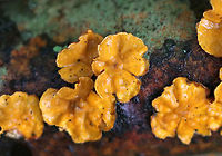 Stereum complicatum Habitat: Rotting wood<br />
https://www.jungledragon.com/image/74546/stereum_complicatum.html Fall,Geotagged,Stereum complicatum,Stereum rameale,United States