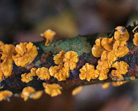 Stereum complicatum Habitat: Rotting wood
https://www.jungledragon.com/image/74545/stereum_complicatum.html Fall,Geotagged,Stereum complicatum,Stereum rameale,United States