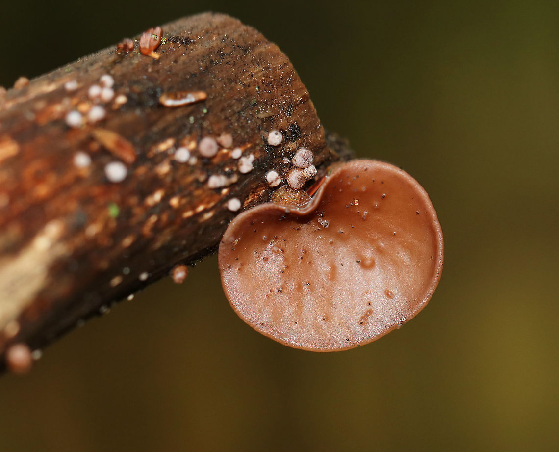 Wood Ear - Auricularia angiospermarum Wavy, brown, ear-shaped fruiting body<br />
<br />
Until recently, the North American species of Wood Ear was considered to be Auricularia auricula-judae. However, research has shown that Auricularia auricula-judae is not endemic to North America.<br />
<br />
Habitat: Growing on rotting wood Auricularia angiospermarum,Fall,Geotagged,United States,wood ear