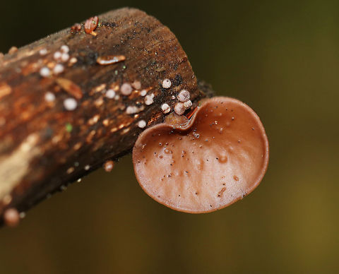 Wood Ear - Auricularia angiospermarum Wavy, brown, ear-shaped fruiting body

Until recently, the North American species of Wood Ear was considered to be Auricularia auricula-judae. However, research has shown that Auricularia auricula-judae is not endemic to North America.

Habitat: Growing on rotting wood Auricularia angiospermarum,Fall,Geotagged,United States,wood ear