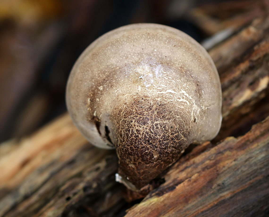 Birch Polypore Cap- Fomitopsis betulina Fruiting body: Kidney/hoof-shaped; skin peels easily; white, smooth undersurface; stem absent<br />
<br />
Flesh: White and corky; resembling cellulite<br />
<br />
Habitat: rotting wood<br />
<figure class="photo"><a href="https://www.jungledragon.com/image/74551/birch_polypore_undersurface-_fomitopsis_betulina.html" title="Birch Polypore Undersurface- Fomitopsis betulina"><img src="https://s3.amazonaws.com/media.jungledragon.com/images/3232/74551_thumb.jpg?AWSAccessKeyId=05GMT0V3GWVNE7GGM1R2&Expires=1759968010&Signature=Uq057Q53VJSL5wTU8KTZYt8ktXg%3D" width="200" height="154" alt="Birch Polypore Undersurface- Fomitopsis betulina Fruiting body: Kidney/hoof-shaped; skin peels easily; white, smooth undersurface; stem absent<br />
<br />
Flesh: White and corky; resembling cellulite<br />
<br />
Habitat: rotting wood<br />
https://www.jungledragon.com/image/74550/birch_polypore_flesh_-_fomitopsis_betulina.html<br />
https://www.jungledragon.com/image/74549/birch_polypore_cap-_fomitopsis_betulina.html Birch polypore,Fall,Fomitopsis betulina,Geotagged,United States" /></a></figure><br />
<figure class="photo"><a href="https://www.jungledragon.com/image/74550/birch_polypore_flesh_-_fomitopsis_betulina.html" title="Birch Polypore Flesh - Fomitopsis betulina"><img src="https://s3.amazonaws.com/media.jungledragon.com/images/3232/74550_thumb.jpg?AWSAccessKeyId=05GMT0V3GWVNE7GGM1R2&Expires=1759968010&Signature=0uZgc7Y8V%2FlgyaFQTRZPlw55lSI%3D" width="200" height="160" alt="Birch Polypore Flesh - Fomitopsis betulina Fruiting body: Kidney/hoof-shaped; skin peels easily; white, smooth undersurface; stem absent<br />
<br />
Flesh: White and corky; resembling cellulite<br />
<br />
Habitat: rotting wood<br />
https://www.jungledragon.com/image/74551/birch_polypore_undersurface-_fomitopsis_betulina.html<br />
https://www.jungledragon.com/image/74549/birch_polypore_cap-_fomitopsis_betulina.html Birch polypore,Fall,Fomitopsis betulina,Geotagged,United States" /></a></figure> Birch polypore,Fall,Fomitopsis,Fomitopsis betulina,Geotagged,United States,polypore