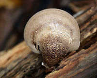 Birch Polypore Cap- Fomitopsis betulina Fruiting body: Kidney/hoof-shaped; skin peels easily; white, smooth undersurface; stem absent<br />
<br />
Flesh: White and corky; resembling cellulite<br />
<br />
Habitat: rotting wood<br />
https://www.jungledragon.com/image/74551/birch_polypore_undersurface-_fomitopsis_betulina.html<br />
https://www.jungledragon.com/image/74550/birch_polypore_flesh_-_fomitopsis_betulina.html Birch polypore,Fall,Fomitopsis,Fomitopsis betulina,Geotagged,United States,polypore