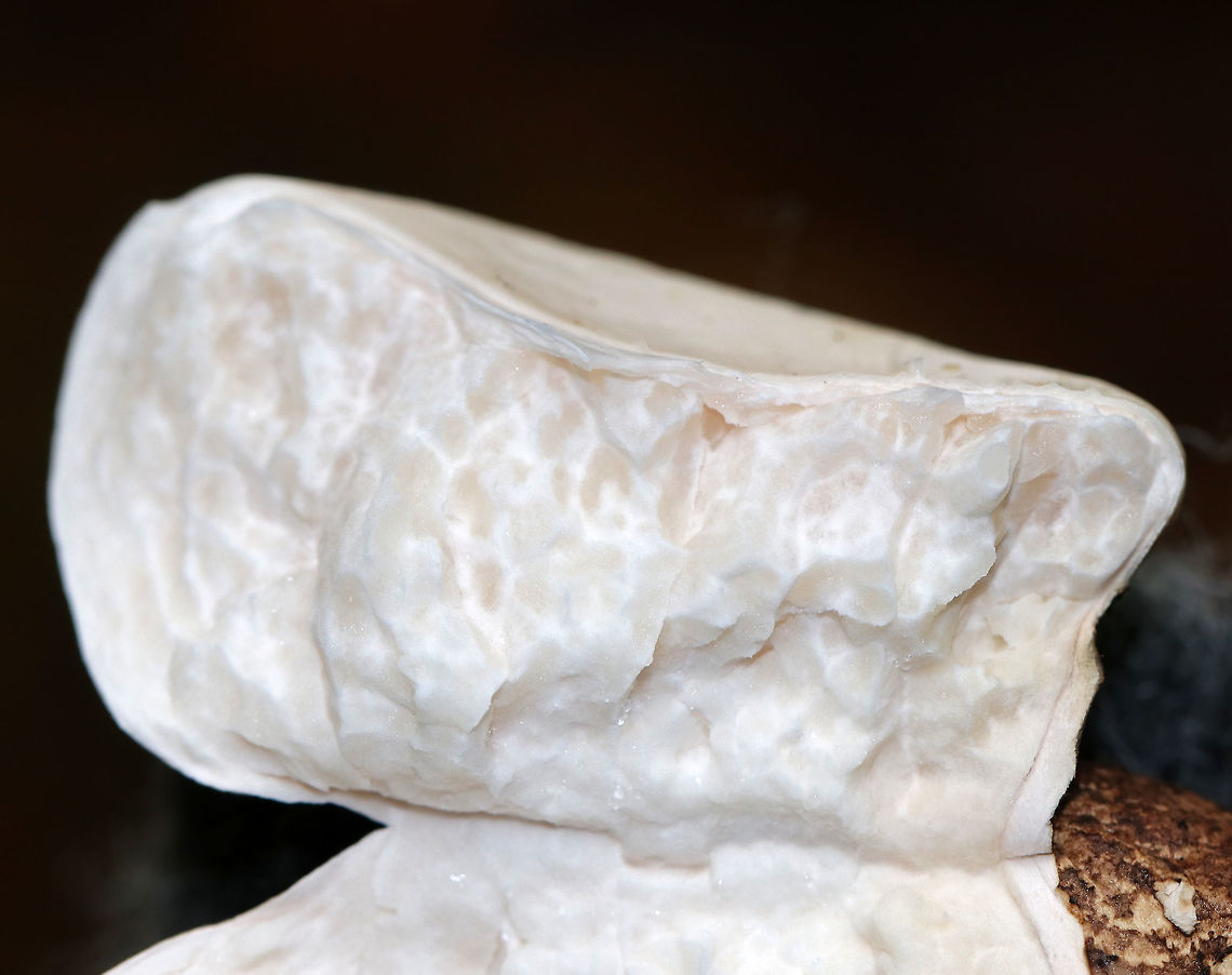 Birch Polypore Flesh - Fomitopsis betulina Fruiting body: Kidney/hoof-shaped; skin peels easily; white, smooth undersurface; stem absent<br />
<br />
Flesh: White and corky; resembling cellulite<br />
<br />
Habitat: rotting wood<br />
<figure class="photo"><a href="https://www.jungledragon.com/image/74551/birch_polypore_undersurface-_fomitopsis_betulina.html" title="Birch Polypore Undersurface- Fomitopsis betulina"><img src="https://s3.amazonaws.com/media.jungledragon.com/images/3232/74551_thumb.jpg?AWSAccessKeyId=05GMT0V3GWVNE7GGM1R2&Expires=1759968010&Signature=Uq057Q53VJSL5wTU8KTZYt8ktXg%3D" width="200" height="154" alt="Birch Polypore Undersurface- Fomitopsis betulina Fruiting body: Kidney/hoof-shaped; skin peels easily; white, smooth undersurface; stem absent<br />
<br />
Flesh: White and corky; resembling cellulite<br />
<br />
Habitat: rotting wood<br />
https://www.jungledragon.com/image/74550/birch_polypore_flesh_-_fomitopsis_betulina.html<br />
https://www.jungledragon.com/image/74549/birch_polypore_cap-_fomitopsis_betulina.html Birch polypore,Fall,Fomitopsis betulina,Geotagged,United States" /></a></figure><br />
<figure class="photo"><a href="https://www.jungledragon.com/image/74549/birch_polypore_cap-_fomitopsis_betulina.html" title="Birch Polypore Cap- Fomitopsis betulina"><img src="https://s3.amazonaws.com/media.jungledragon.com/images/3232/74549_thumb.jpg?AWSAccessKeyId=05GMT0V3GWVNE7GGM1R2&Expires=1759968010&Signature=eondWcJN5l6OUOQnrXD%2B8KQiNE0%3D" width="200" height="162" alt="Birch Polypore Cap- Fomitopsis betulina Fruiting body: Kidney/hoof-shaped; skin peels easily; white, smooth undersurface; stem absent<br />
<br />
Flesh: White and corky; resembling cellulite<br />
<br />
Habitat: rotting wood<br />
https://www.jungledragon.com/image/74551/birch_polypore_undersurface-_fomitopsis_betulina.html<br />
https://www.jungledragon.com/image/74550/birch_polypore_flesh_-_fomitopsis_betulina.html Birch polypore,Fall,Fomitopsis,Fomitopsis betulina,Geotagged,United States,polypore" /></a></figure> Birch polypore,Fall,Fomitopsis betulina,Geotagged,United States