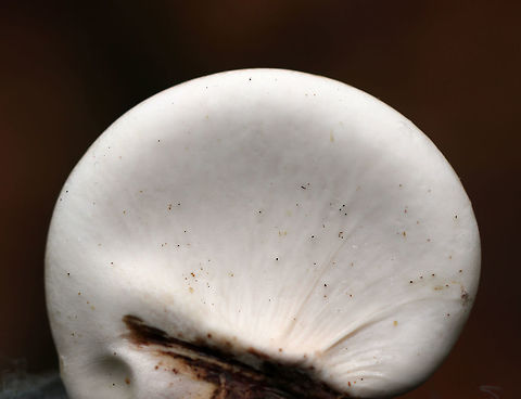 Birch Polypore Undersurface- Fomitopsis betulina Fruiting body: Kidney/hoof-shaped; skin peels easily; white, smooth undersurface; stem absent

Flesh: White and corky; resembling cellulite

Habitat: rotting wood
https://www.jungledragon.com/image/74550/birch_polypore_flesh_-_fomitopsis_betulina.html
https://www.jungledragon.com/image/74549/birch_polypore_cap-_fomitopsis_betulina.html Birch polypore,Fall,Fomitopsis betulina,Geotagged,United States