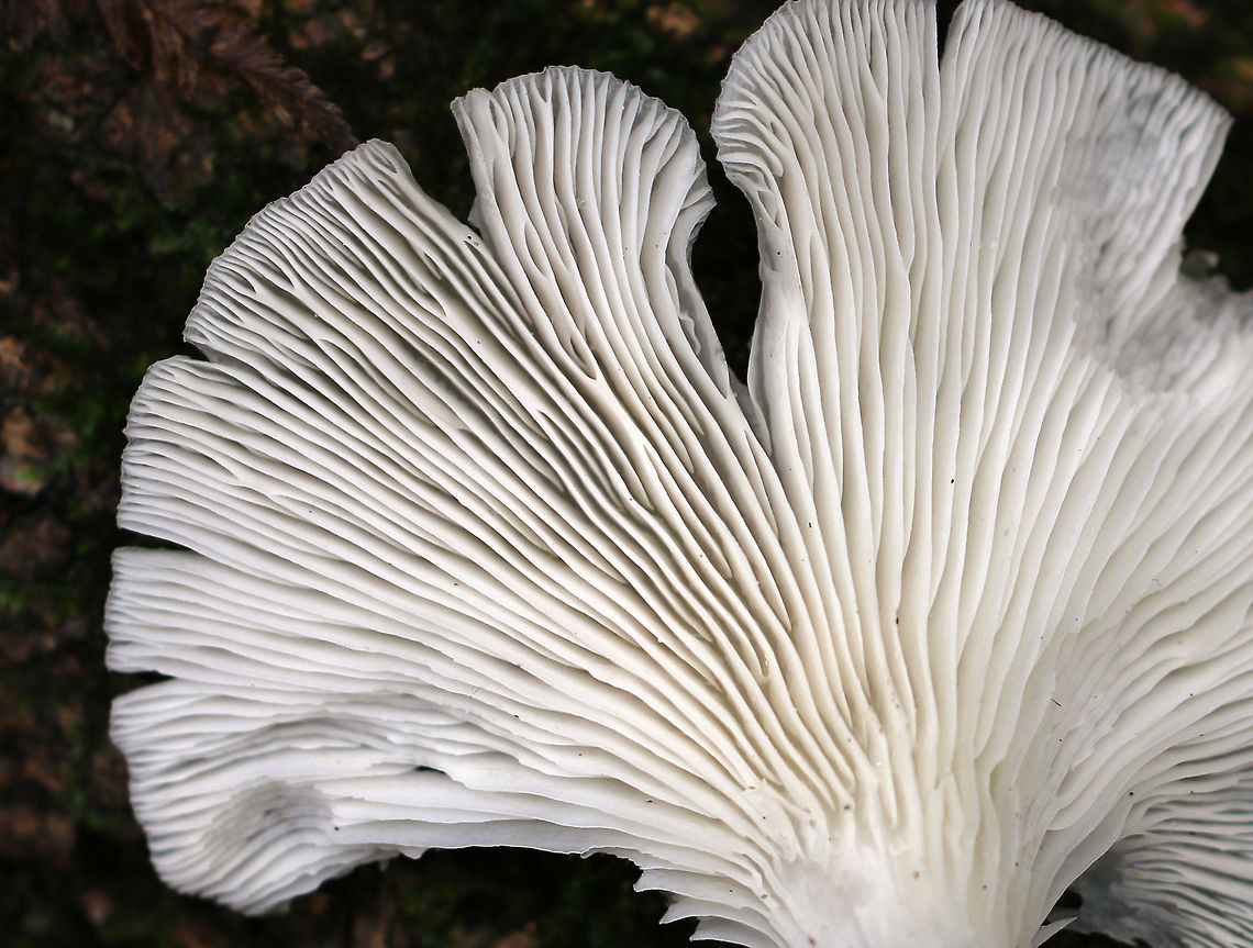 Lung Oyster - Pleurotus Pulmonarius Habitat: Rotting beech<br />
<figure class="photo"><a href="https://www.jungledragon.com/image/74553/lung_oyster_-_pleurotus_pulmonarius.html" title="Lung Oyster - Pleurotus Pulmonarius"><img src="https://s3.amazonaws.com/media.jungledragon.com/images/3232/74553_thumb.jpg?AWSAccessKeyId=05GMT0V3GWVNE7GGM1R2&Expires=1767225610&Signature=30liPcJnVkejhJb27ig3hpIrS6M%3D" width="200" height="136" alt="Lung Oyster - Pleurotus Pulmonarius Habitat: Rotting beech<br />
https://www.jungledragon.com/image/74552/lung_oyster_-_pleurotus_pulmonarius.html Fall,Geotagged,Lung Oyster,Pleurotus pulmonarius,United States" /></a></figure> Fall,Geotagged,Lung Oyster,Pleurotus pulmonarius,United States,oyster