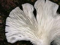 Lung Oyster - Pleurotus Pulmonarius Habitat: Rotting beech<br />
https://www.jungledragon.com/image/74553/lung_oyster_-_pleurotus_pulmonarius.html Fall,Geotagged,Lung Oyster,Pleurotus pulmonarius,United States,oyster