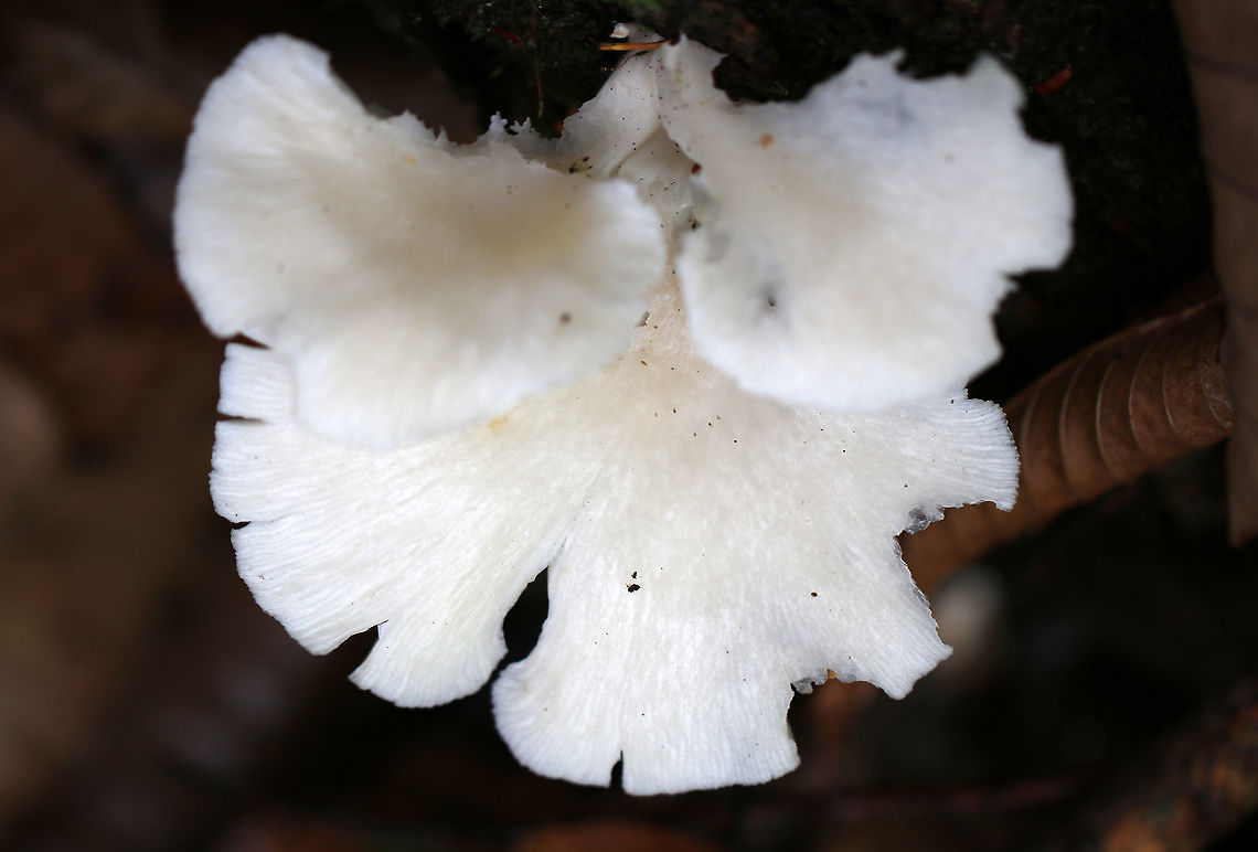 Lung Oyster - Pleurotus Pulmonarius Habitat: Rotting beech<br />
<figure class="photo"><a href="https://www.jungledragon.com/image/74552/lung_oyster_-_pleurotus_pulmonarius.html" title="Lung Oyster - Pleurotus Pulmonarius"><img src="https://s3.amazonaws.com/media.jungledragon.com/images/3232/74552_thumb.jpg?AWSAccessKeyId=05GMT0V3GWVNE7GGM1R2&Expires=1767225610&Signature=2tmgxG496UtuKe1h02PfqjEyp%2Bg%3D" width="200" height="152" alt="Lung Oyster - Pleurotus Pulmonarius Habitat: Rotting beech<br />
https://www.jungledragon.com/image/74553/lung_oyster_-_pleurotus_pulmonarius.html Fall,Geotagged,Lung Oyster,Pleurotus pulmonarius,United States,oyster" /></a></figure> Fall,Geotagged,Lung Oyster,Pleurotus pulmonarius,United States
