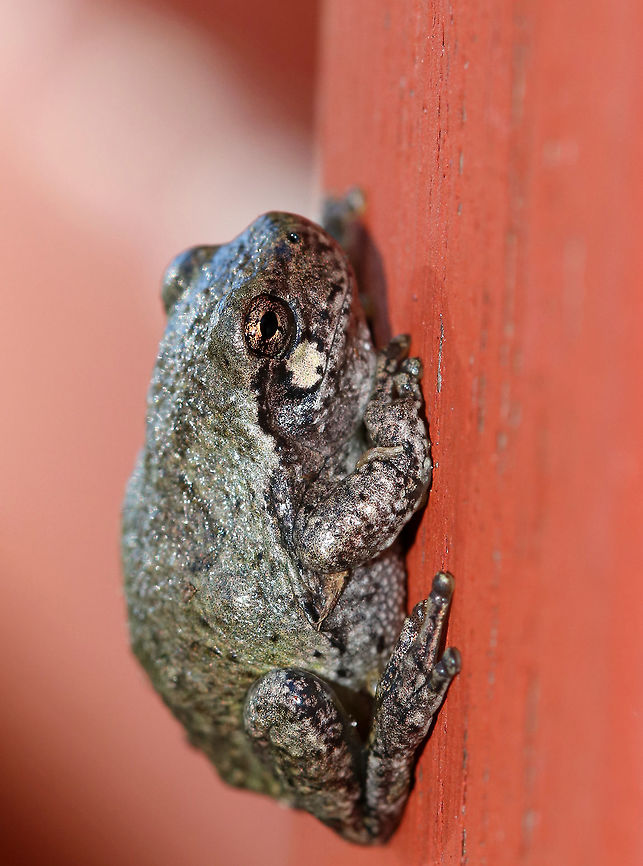 Gray/Cope's Gray Tree Frog - Hyla sp. Cope's gray tree frog (Hyla chrysoscelis) is a species of tree frog found in the United States. It is almost indistinguishable from the gray tree frog, Hyla versicolor, and shares much of its geographic range. Both species are variable in color, mottled gray to gray-green, resembling the bark of trees. These are tree frogs of woodland habitats, though they will sometimes travel into more open areas to reach a breeding pond. The only readily noticeable difference between the two species is the call &mdash; Cope's has a faster-paced and slightly higher-pitched call than H. versicolor. In addition, H. chrysoscelis is reported to be slightly smaller, more arboreal, and more tolerant of dry conditions than H. versicolor. Microscopic inspection of the chromosomes of H. chrysoscelis and H. versicolor reveals differences in chromosome number.<br />
<br />
Habitat: Waiting for a turn on the slide at the local playground Fall,Geotagged,Hyla chrysoscelis,Hyla versicolor,United States,frog,hyla,tree frog